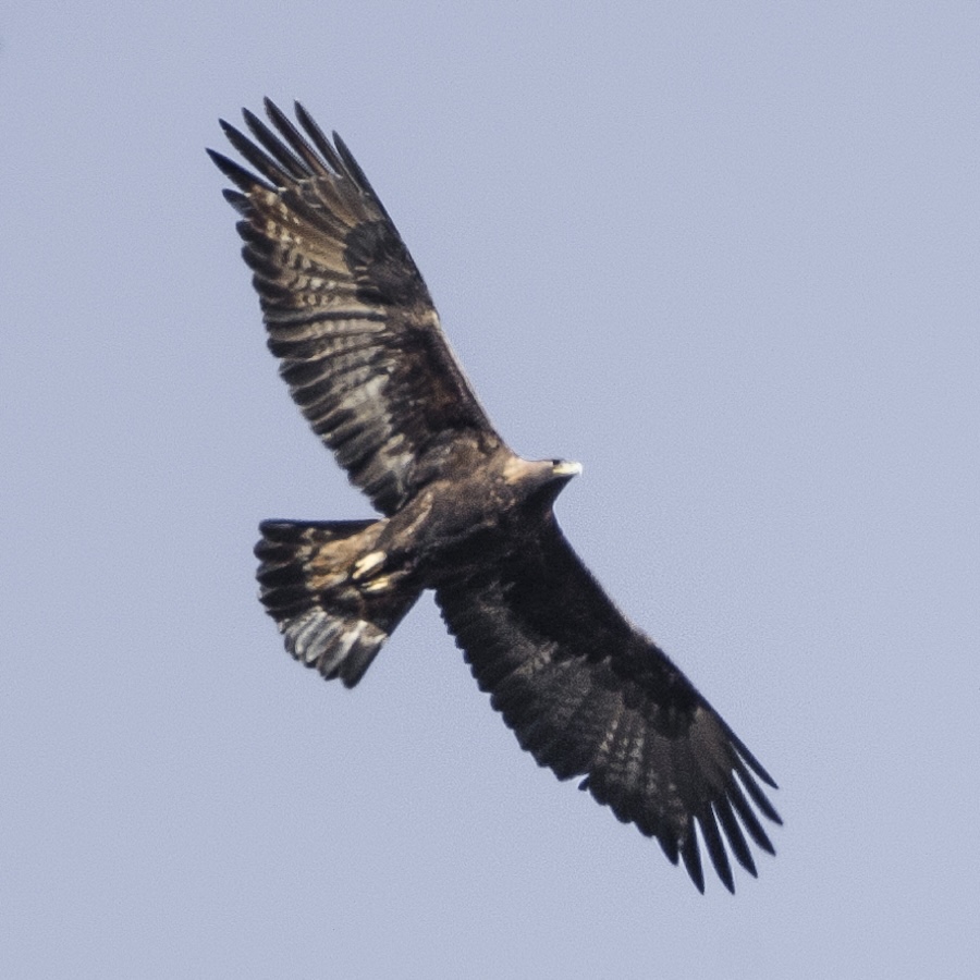 aigle royal